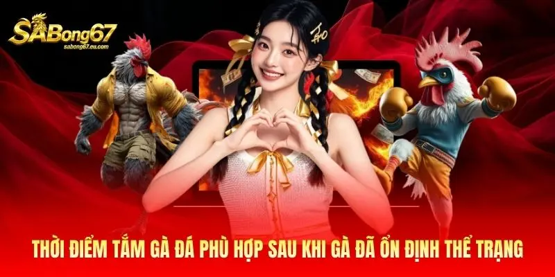 Thời điểm tắm gà đá phù hợp sau khi gà đã ổn định thể trạng Thời điểm tắm gà đá phù hợp sau khi gà đã ổn định thể trạng