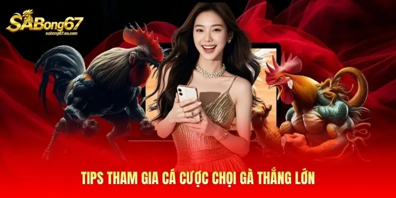 Tips tham gia cá cược chọi gà thắng lớn