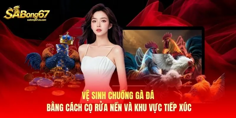 Vệ sinh chuồng gà đá bằng cách cọ rửa nền và khu vực tiếp xúc